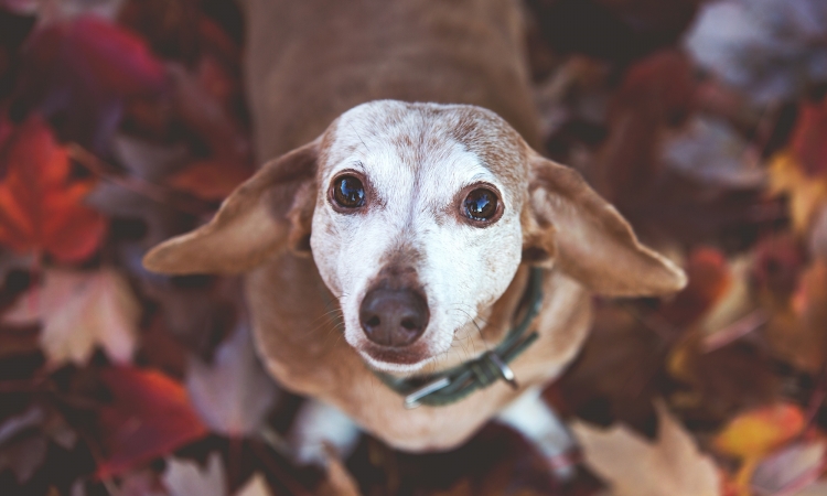 Il mio cane anziano inizia a fare “cose strane